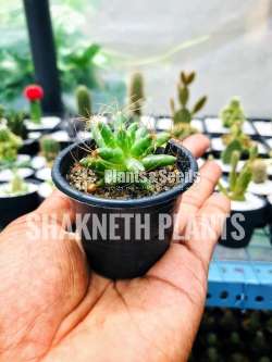 Cactus (කැක්ටස් පැල)