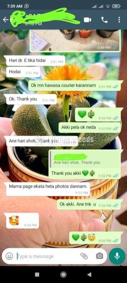 Cactus (කැක්ටස් පැල)