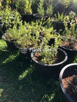 Italian Oregano