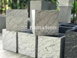 Cement Pots