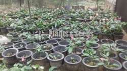 Anthurium-Lady Jane 
