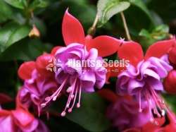 Fusia