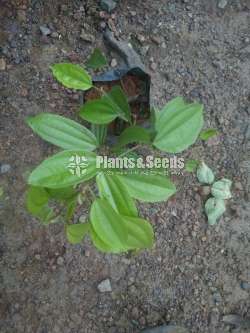 බහුමානියා(Bahumaniya)