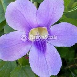 Thambojiya (තම්බෝජියා)