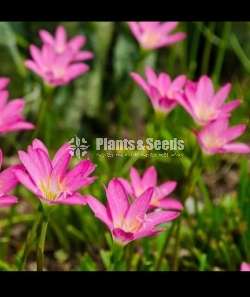 Rainlilly Package