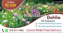 Dhalia Plants (ඩාලියා )