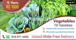 Vegetables Plants 