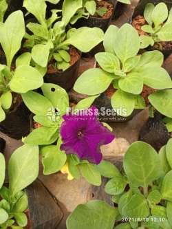 Pitonia (පිටෝනියා )
