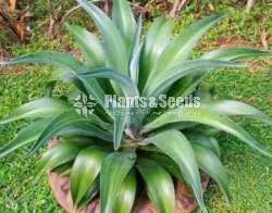 Bromley plants (බ්රෝමෙලි )