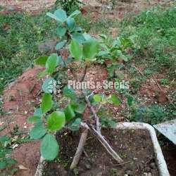 Nuga Bonsai (වැලි නුඟ,මහ නුඟ)