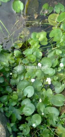 Kumudu Water Plants ( කුමුදු )