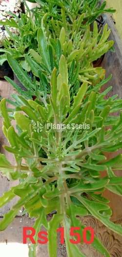 Succlent Plants - 2
