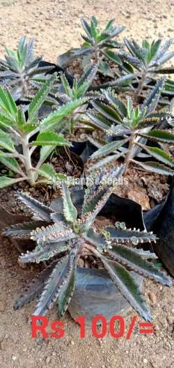 Succlent Plants - 2