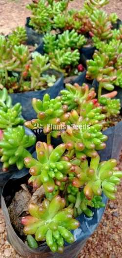Succlent Plants - 2