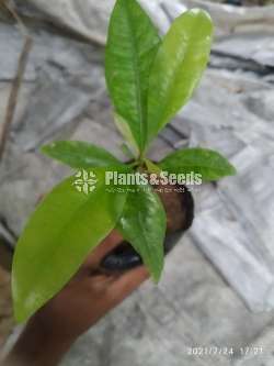 Clove (කරාබුනැටි පැල)