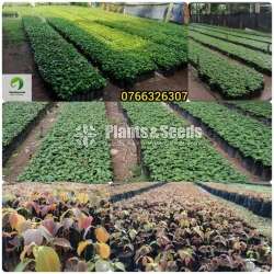 Cinnamon Plants  (කුරුදු පැල)