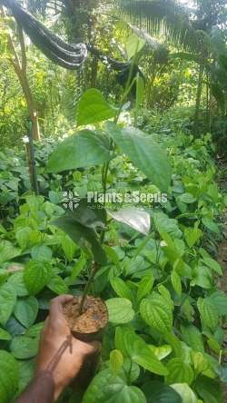 Black Pepper(ගම්මිරිස් )