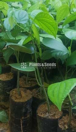 Black Pepper(ගම්මිරිස් )