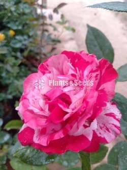 Roses Collection