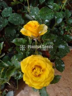 Roses Collection