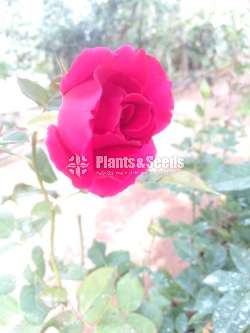 Roses Collection