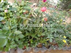 Roses Collection