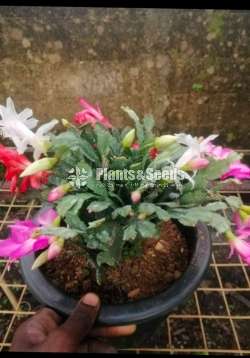 Kadupul (දවල් කඩුපුල් රතුපාට)