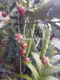 Dragon fruit 