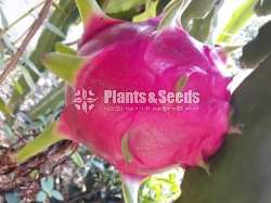 Dragon fruit 