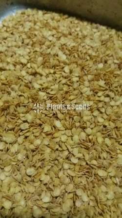Mich hy1 Miris Seeds