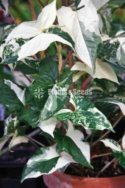 Syngonium Indoor Plants