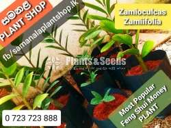 ZZ Plant (Money Plant)