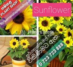 Sunflower Plants