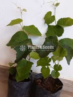 Grapes Plant