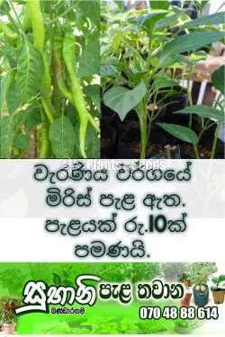 Miris (වැරණිය මිරිස් )