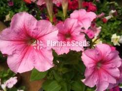 Hybrid Petunia (පිටෝනියා පැල)