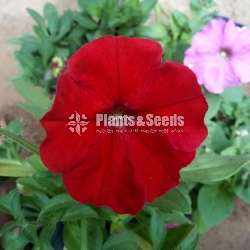 Hybrid Petunia (පිටෝනියා පැල)