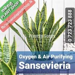 Sensiveria (Snake Plant) with Pot