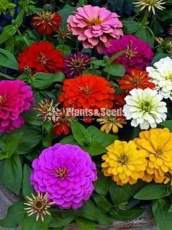 Gardening plant  package for 1000