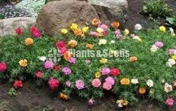 Gardening plant  package for 1000
