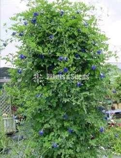 Gardening plant  package for 1000