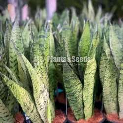 Gardening plant  package for 1000