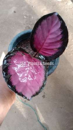 Calathea Rosy