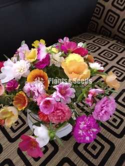 Japan Rosa (ජපන් රෝස )