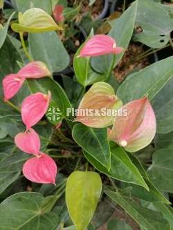 Good luck Anthurium