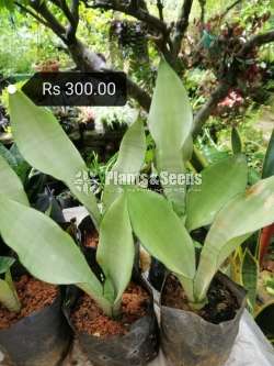 Sansevieria (Snake Plants)