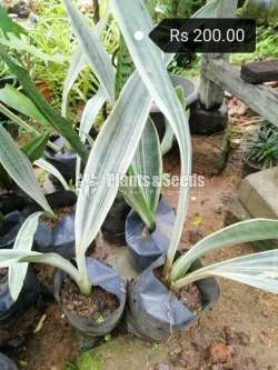 Sansevieria (Snake Plants)
