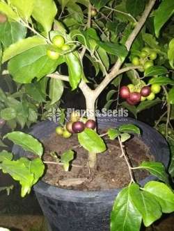 Uguressa (උගුරැස්ස) 