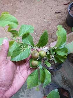 Uguressa (උගුරැස්ස) 
