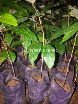 Rambutan seed plants  (රඹුටන් බීජ පැල )